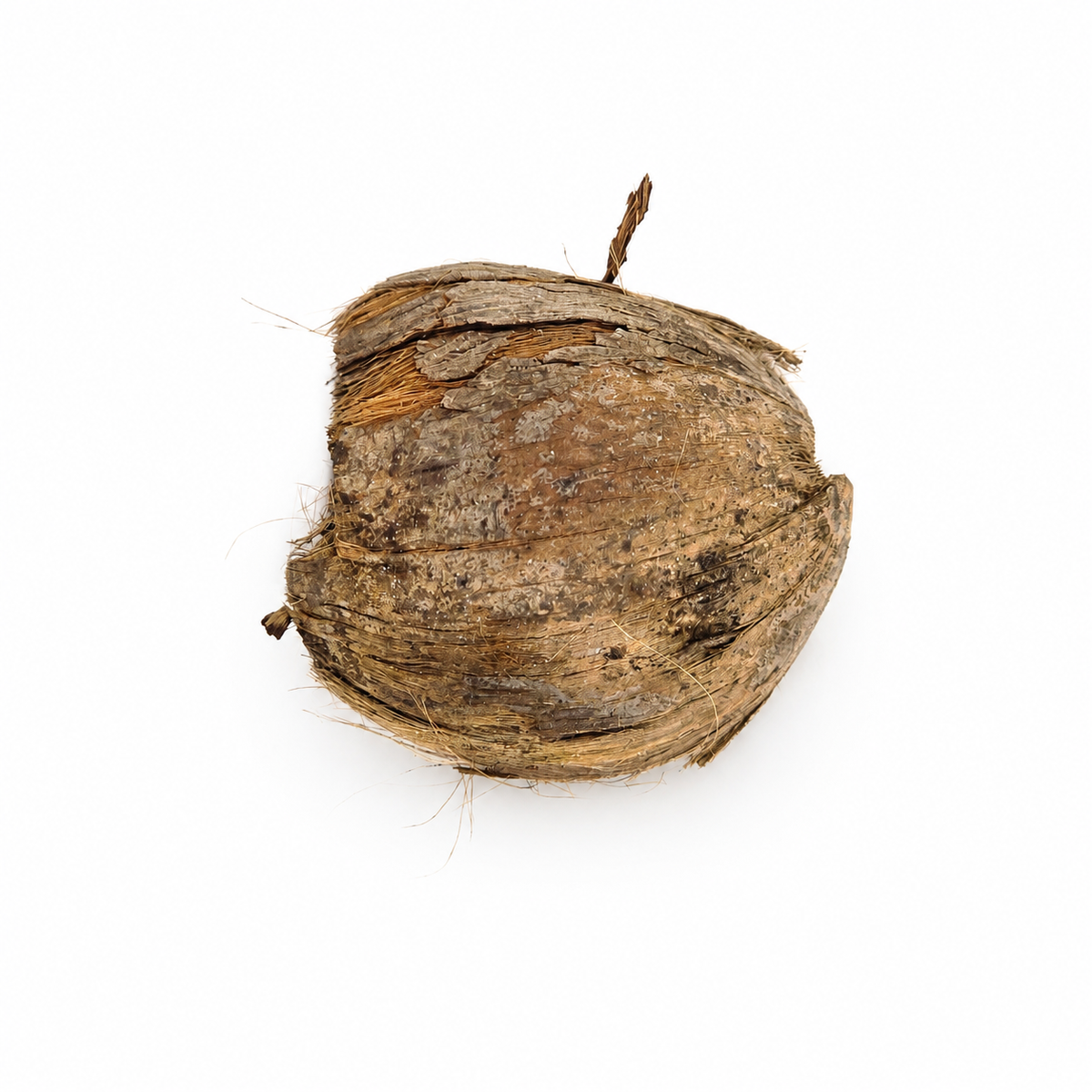 Dried betel nut husks, fibrous tan-brown cup-shaped halves, for blackwater aquariums