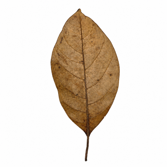 Dried jackfruit leaves, glossy oval leaves in rich brown tones