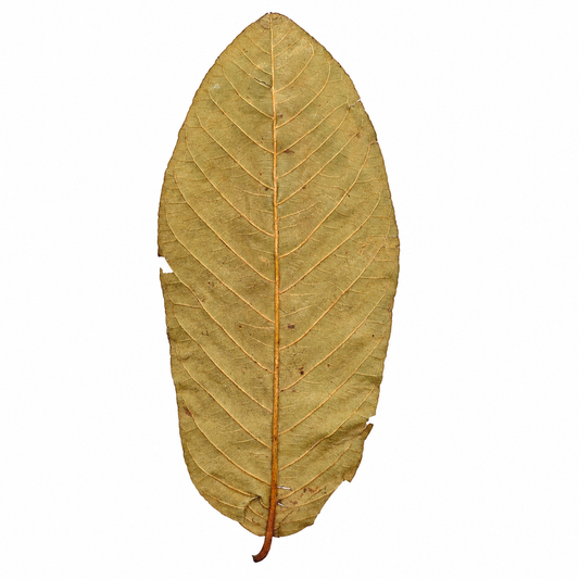 Dried guava leaves, tan-brown ovals with strong parallel veins