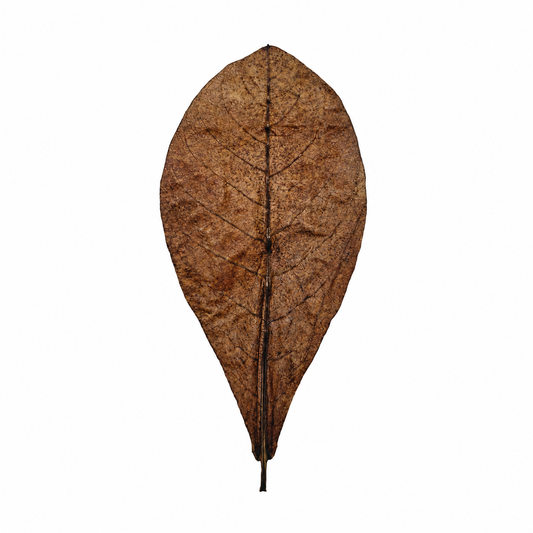 Dried catappa (Indian almond) leaves, large amber-brown ovals with visible veining