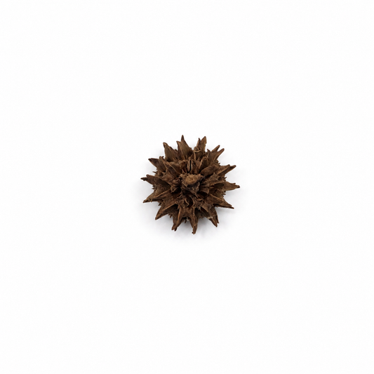 Close-up of a casuarina cone showing texture and shape on a white surface