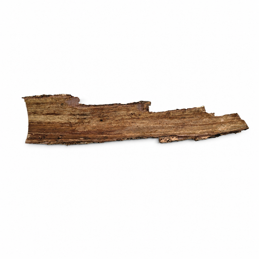 Backside of a curved pieces of dried Indian almond (catappa) bark with rough brown texture