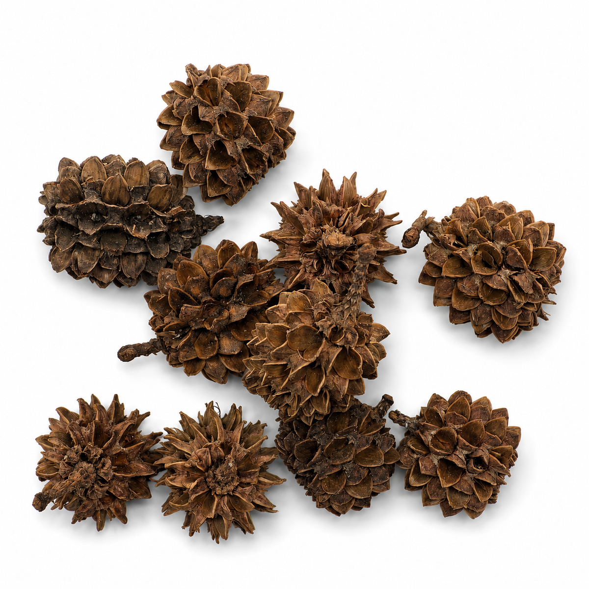10 casuarina cones laid out on a white surface