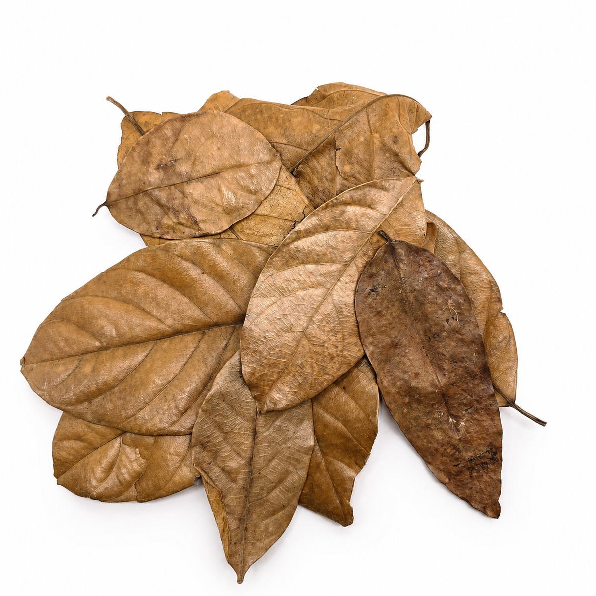 10 cacao leaves laid out on a white surface.