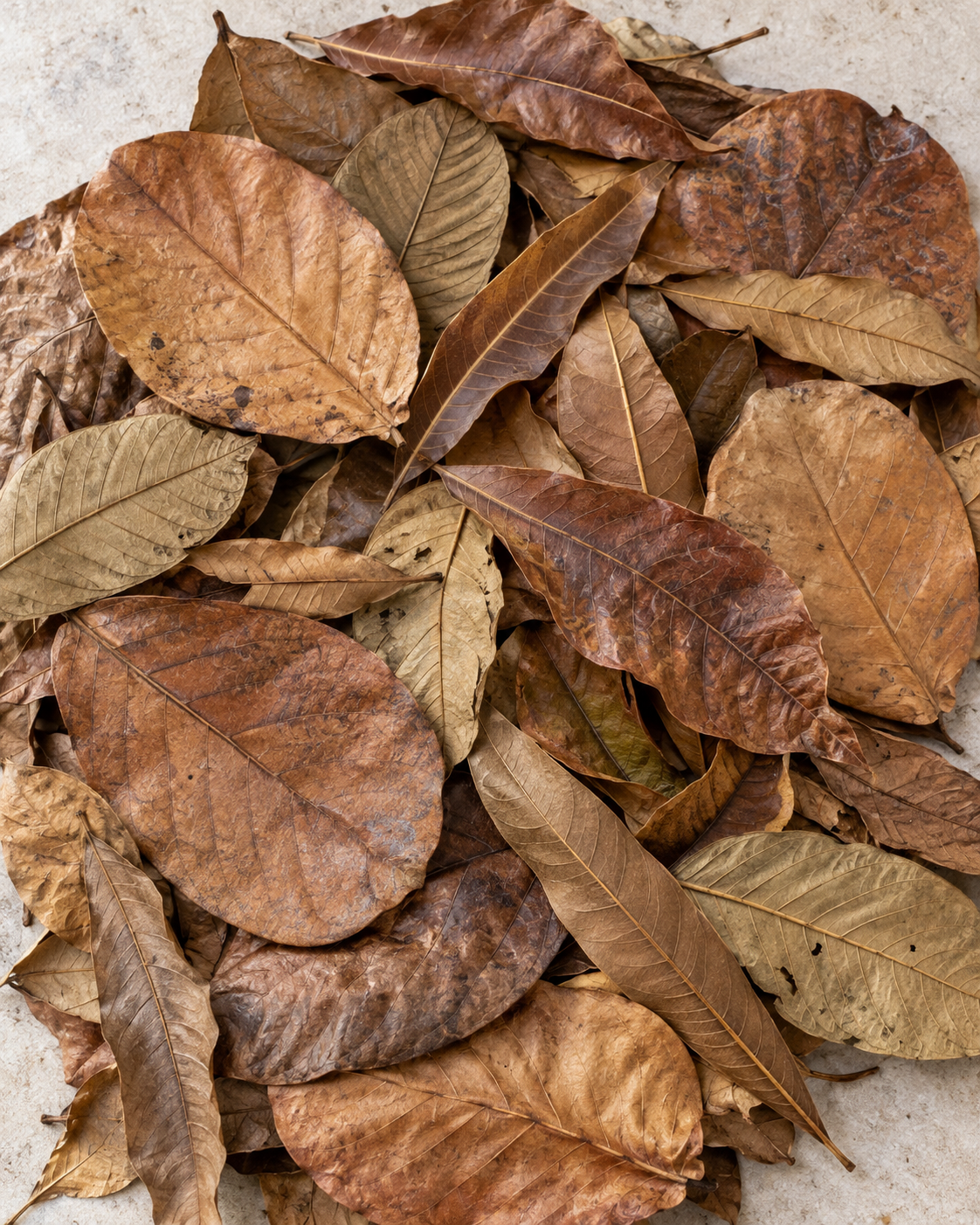 A stack of catappa, guava, and logan leaves 