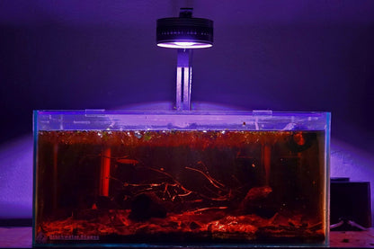Full view of a blackwater aquarium with tea-colored water, branching roots, peat substrate, and floating plants
