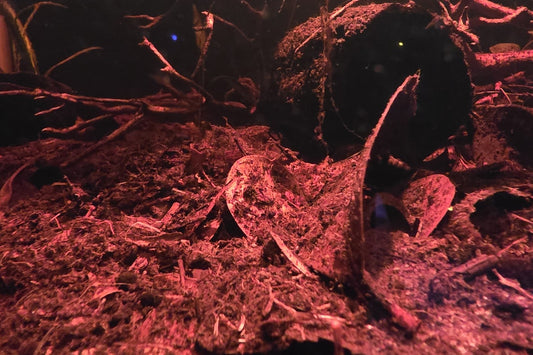 Aquarium floor covered in decomposing leaves, peat, and root branches