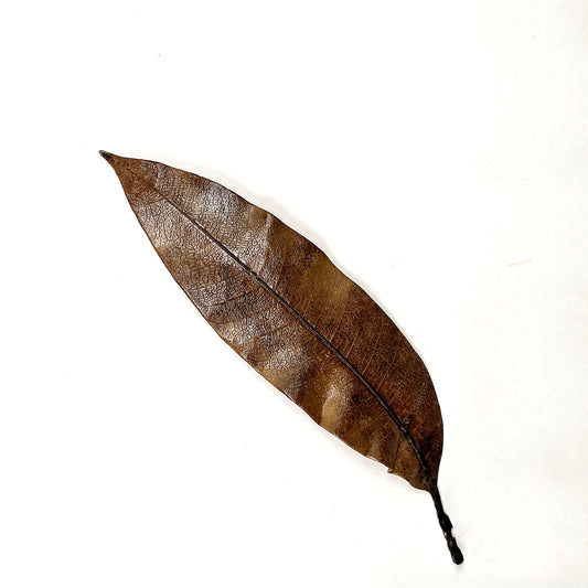 Dried mango leaves, long lance-shaped leaves in mixed brown tones