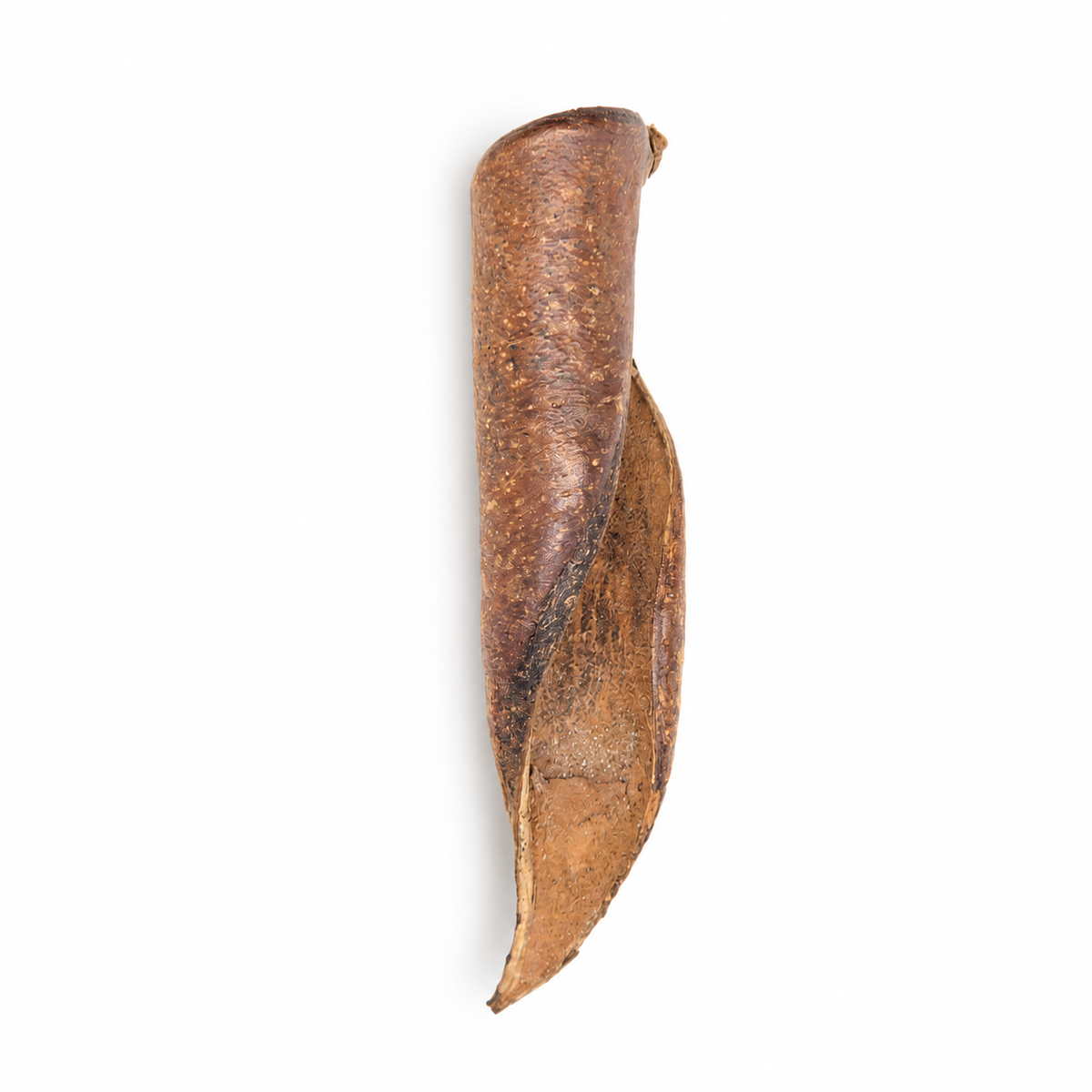 Curled woody sappanwood seed pods, brown with a hooked tip