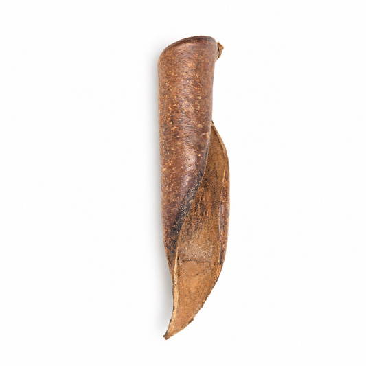Curled woody sappanwood seed pods, brown with a hooked tip