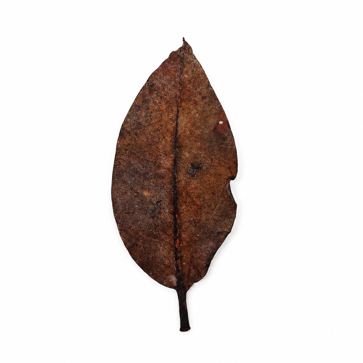 Dried mangrove leaves, thick leathery oval leaves in deep brown