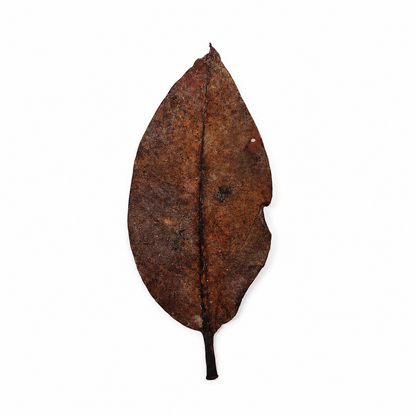 Dried mangrove leaves, thick leathery oval leaves in deep brown