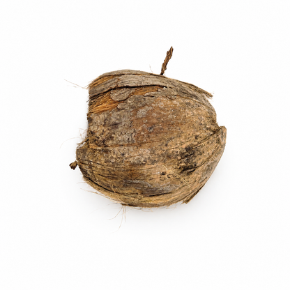 Dried betel nut husks, fibrous tan-brown cup-shaped halves, for blackwater aquariums