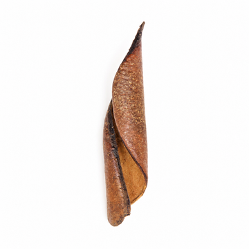 Curled woody sappanwood seed pods, brown with a hooked tip