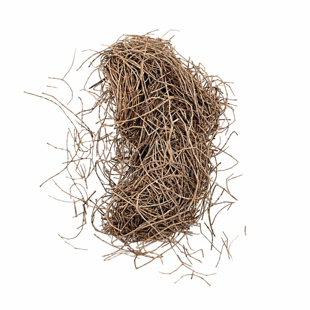 Bundle of thin, segmented dried casuarina needles in warm brown