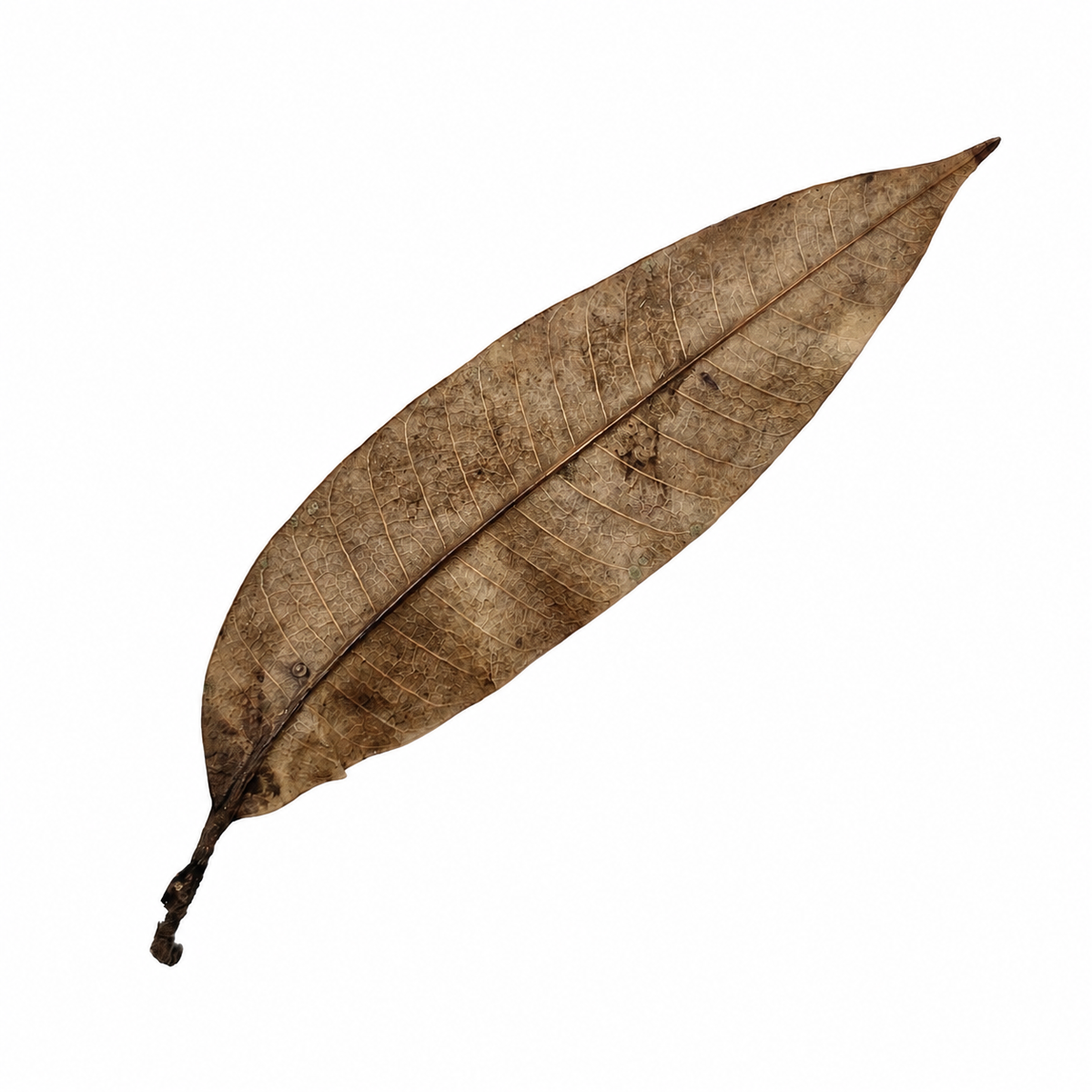 Close-up of a mango leaf showing veining in mixed brown tones