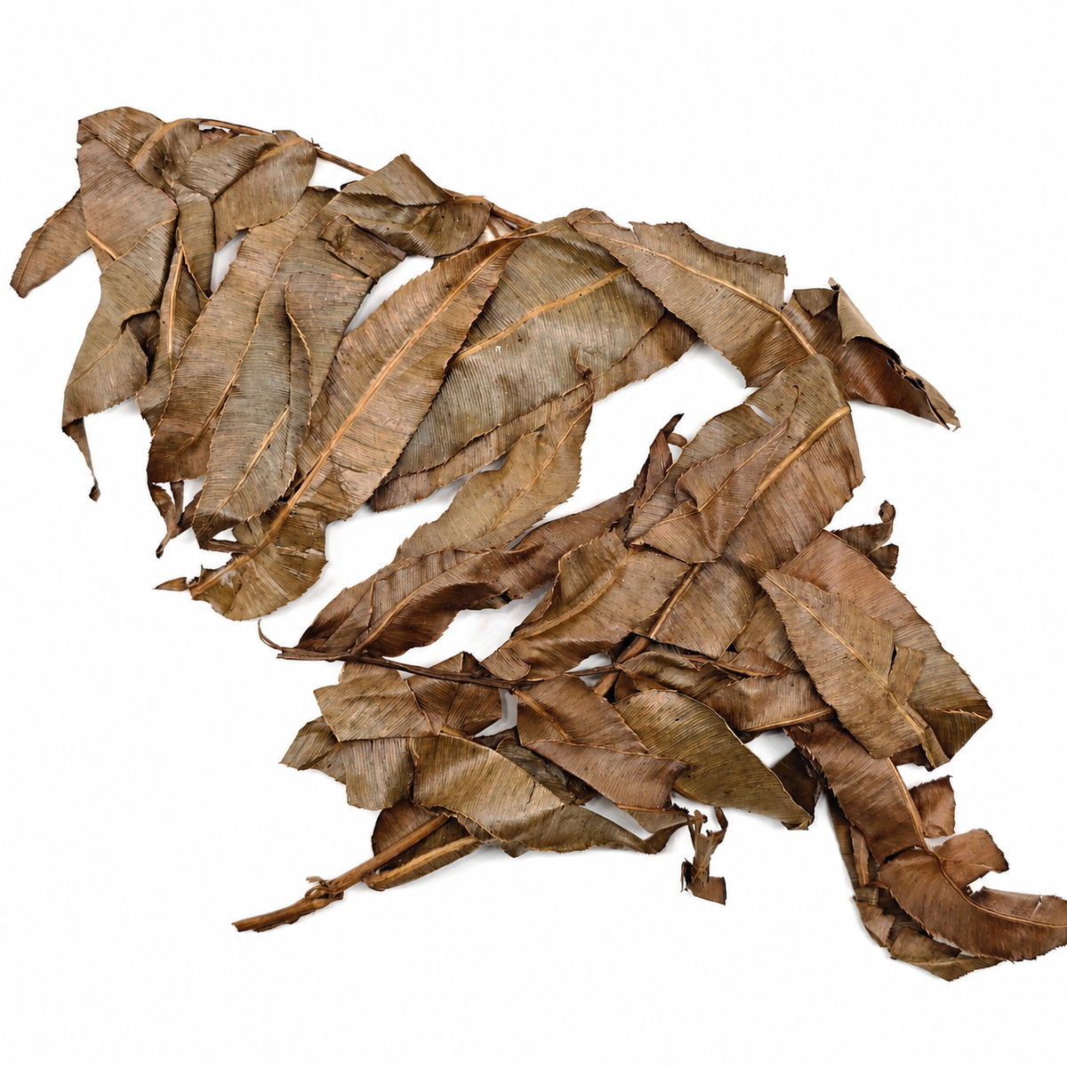 Dried climbing swamp fern fronds with dark brown leaflets, for blackwater tanks