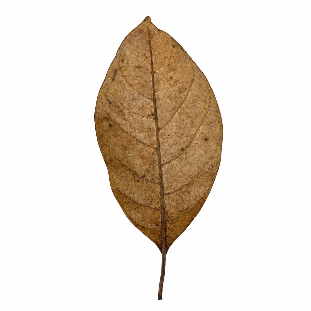 Dried jackfruit leaves, glossy oval leaves in rich brown tones