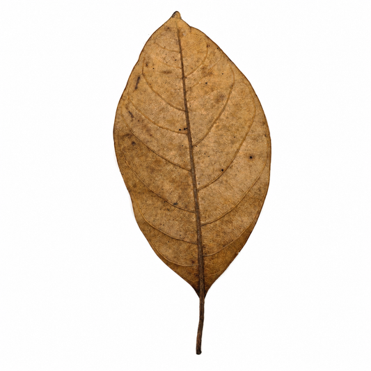 Dried jackfruit leaves, glossy oval leaves in rich brown tones