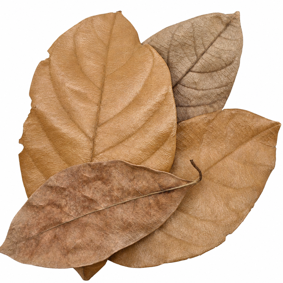 4 glossy oval jackfruit leaves laid out on a white surface