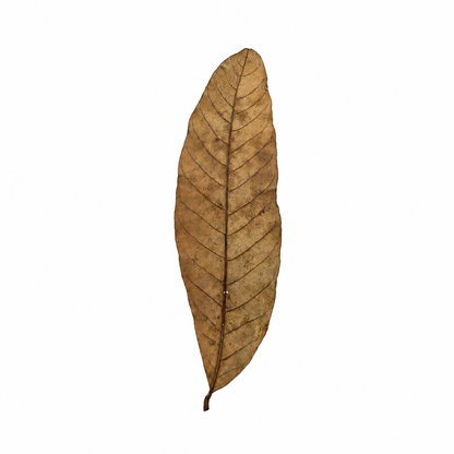 Dried longan leaves, narrow elongated brown leaves for blackwater aquariums