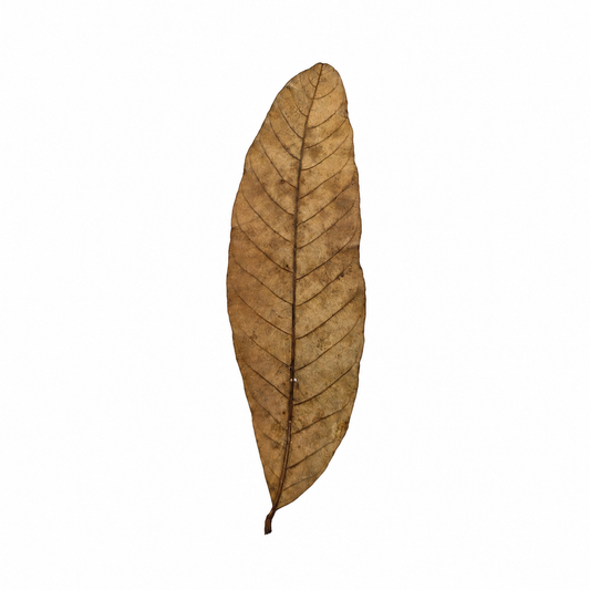 Dried longan leaves, narrow elongated brown leaves for blackwater aquariums