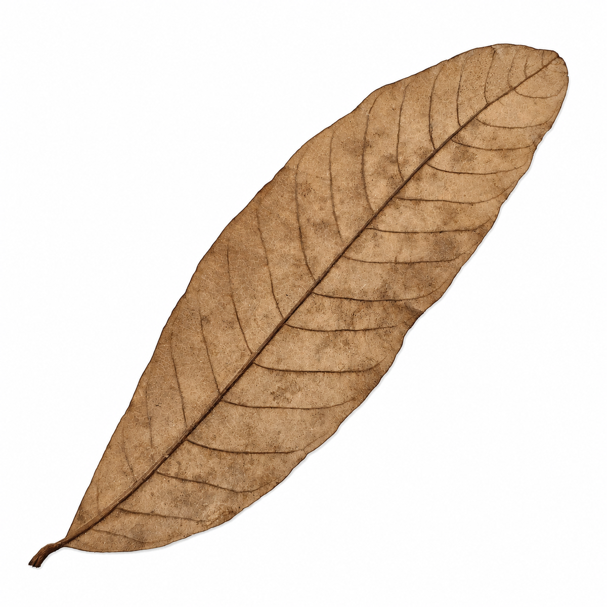 Close-up of a dried longan leaves, showing veining over a white surface