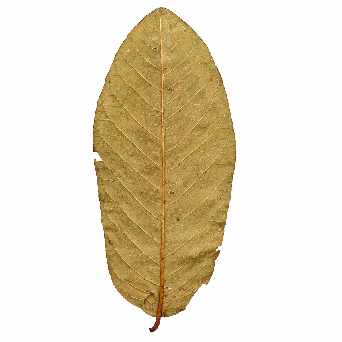 Dried guava leaves, tan-brown ovals with strong parallel veins