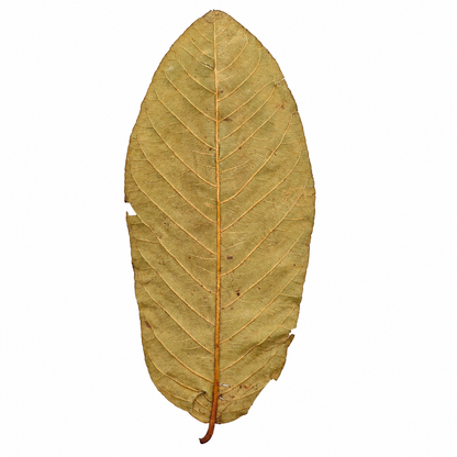 Dried guava leaves, tan-brown ovals with strong parallel veins