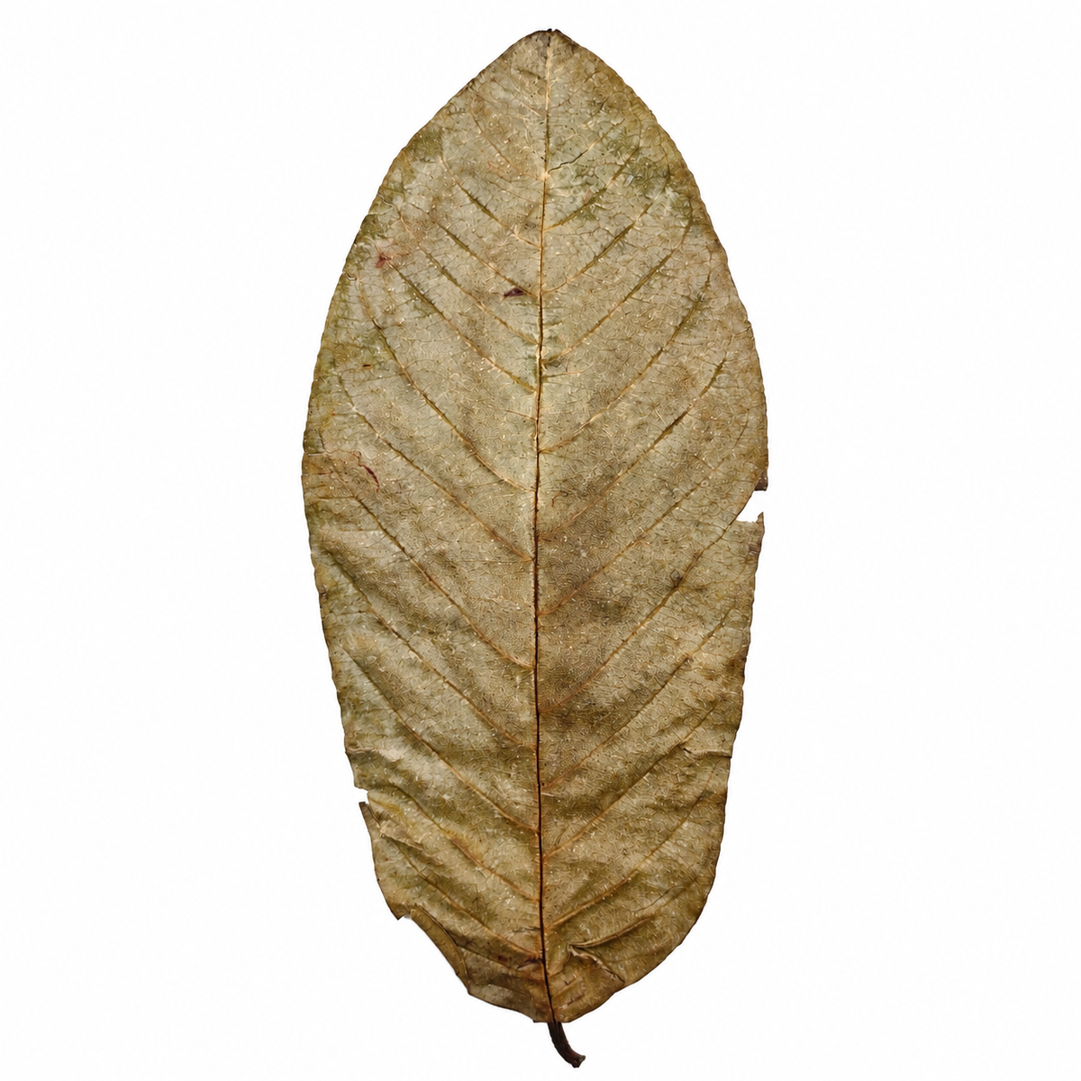 Dried guava leaves, tan-brown ovals with strong parallel veins