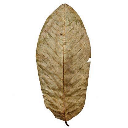 Dried guava leaves, tan-brown ovals with strong parallel veins