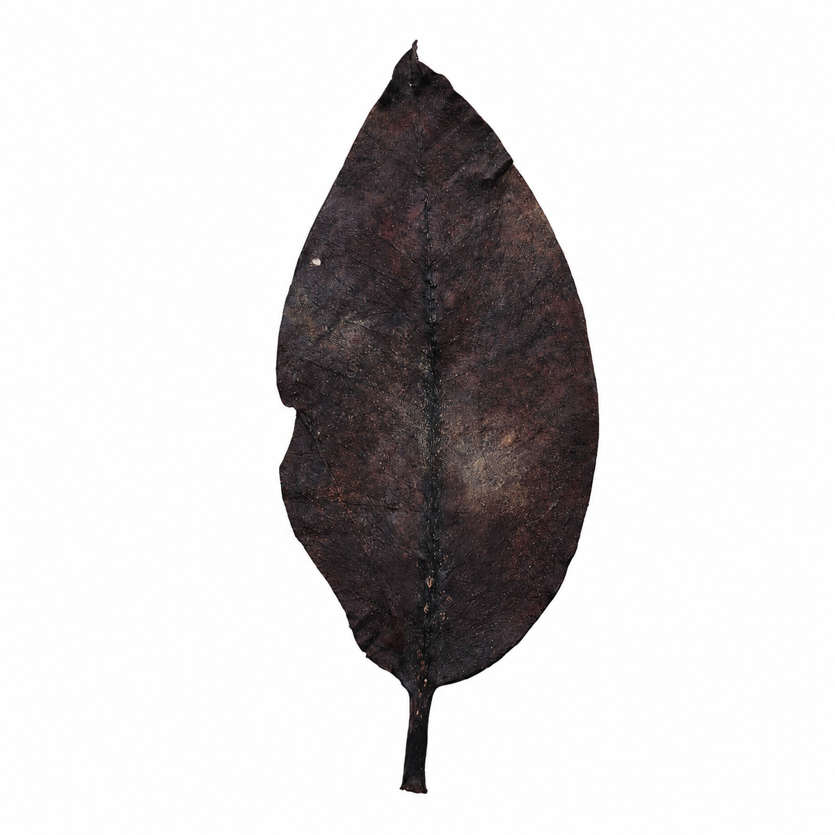 Dried mangrove leaves, thick leathery oval leaves in deep brown