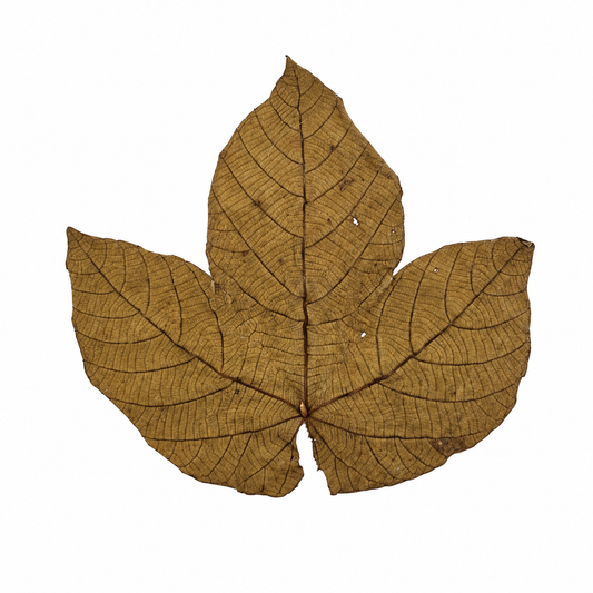 Large dried Macaranga triloba leaves, three-lobed with light tan coloring