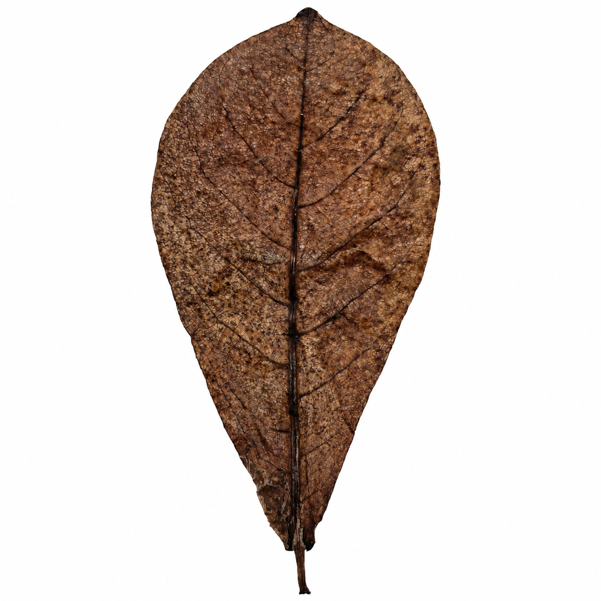 Dried catappa (Indian almond) leaves, large amber-brown ovals with visible veining
