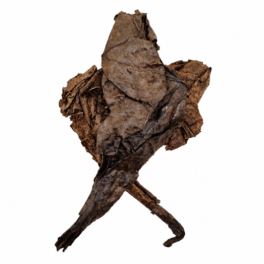Fermented catappa leaves, softened and darkened to deep brown