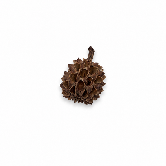 Small round woody casuarina cones, dark brown, for aquarium leaf litter