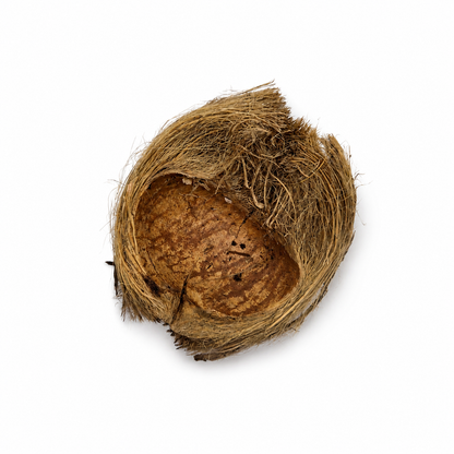 Dried betel nut husks, fibrous tan-brown cup-shaped halves, for blackwater aquariums