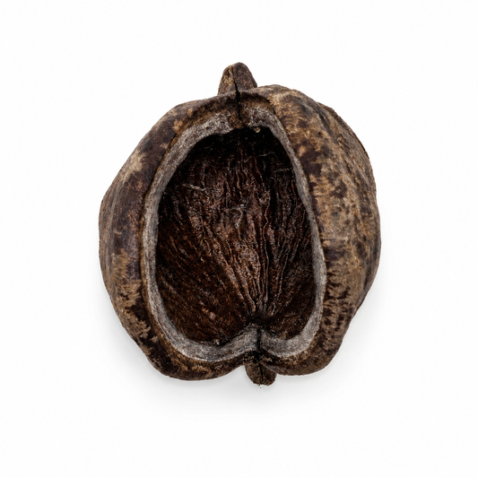 Close-up of a sterculia pod showing the roughened surface in the inside