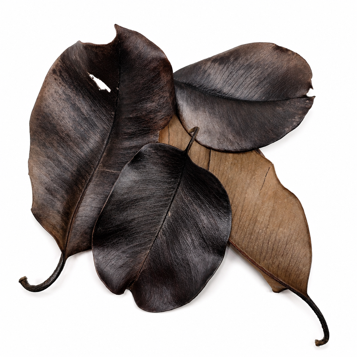 4 dried jambolan leaves laid out on a white surface