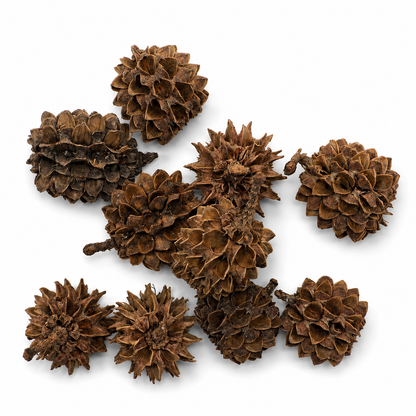 10 casuarina cones  laid out on a white surface