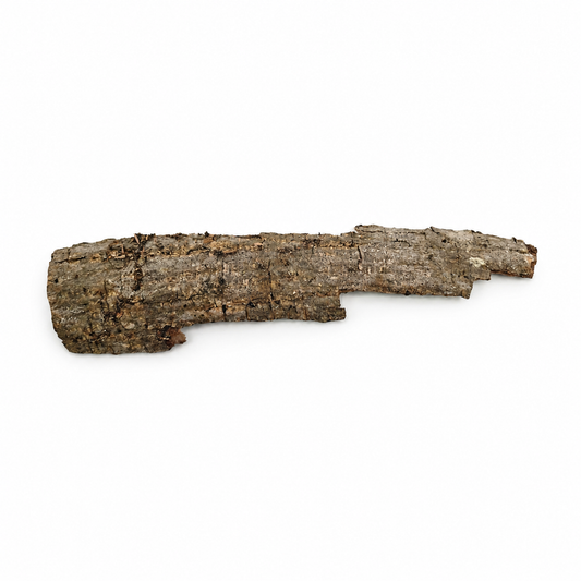 Top view of a curved pieces of dried Indian almond (catappa) bark with rough brown texture