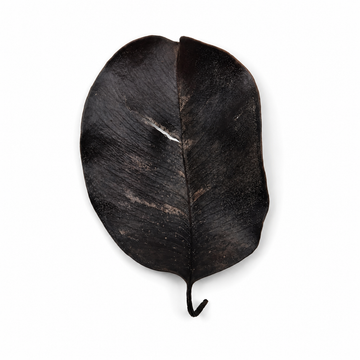 Dried jambolan leaves, slender reddish-brown ovals for aquarium leaf litter