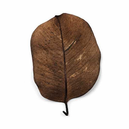 Dried jambolan leaves, slender reddish-brown ovals for aquarium leaf litter