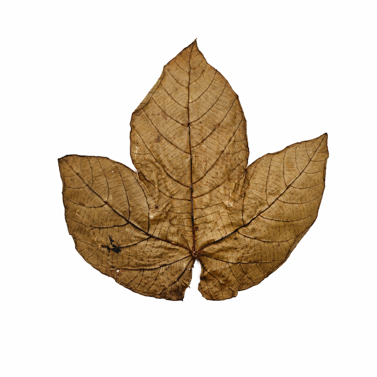 Large dried Macaranga triloba leaves, three-lobed with light tan coloring