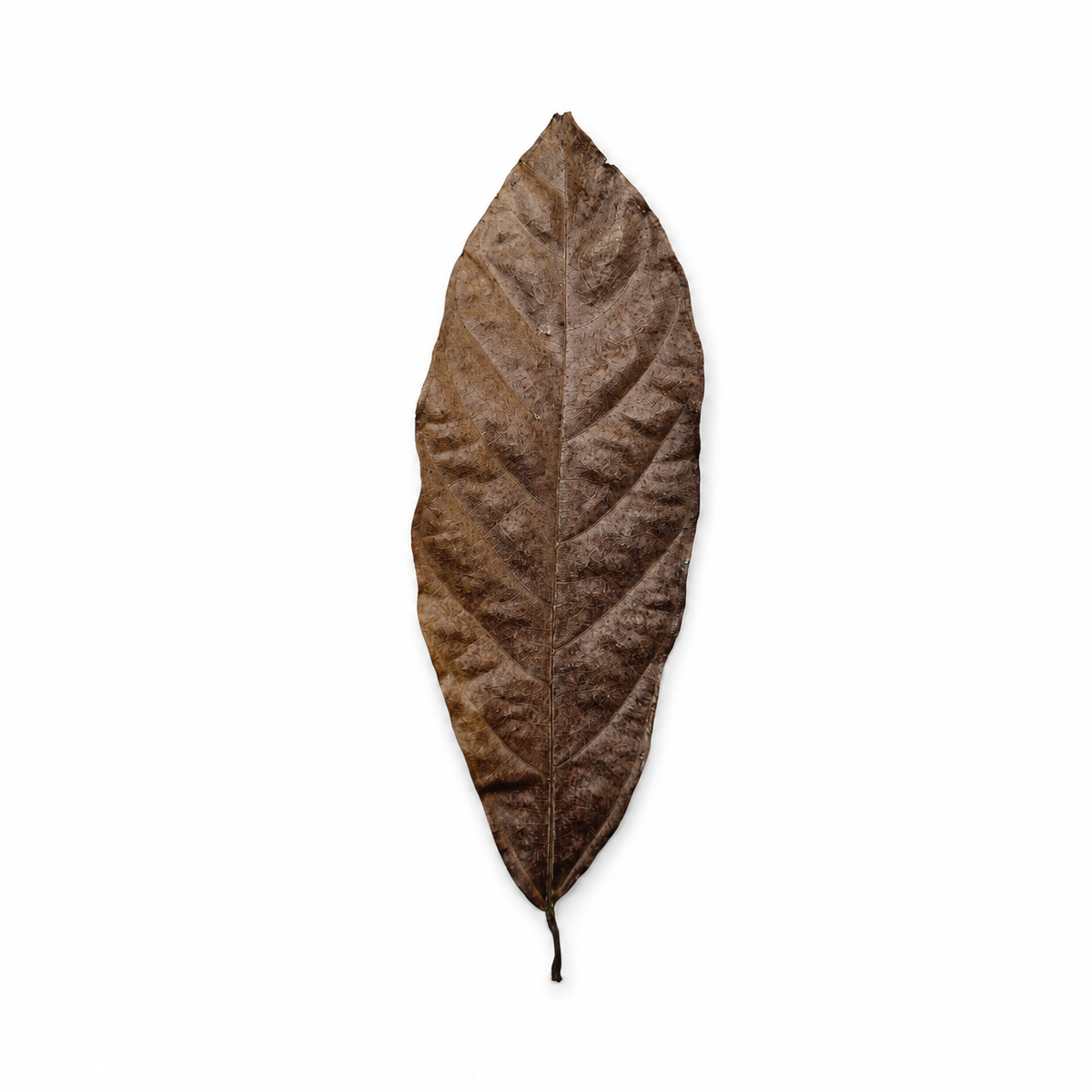 Dried cacao leaves, long oval brown leaves with a prominent center vein
