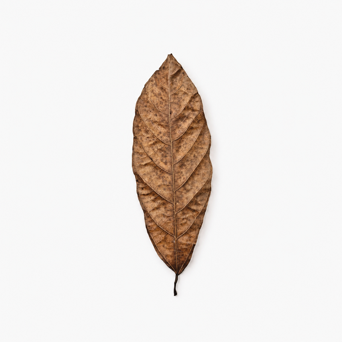 Dried cacao leaves, long oval brown leaves with a prominent center vein