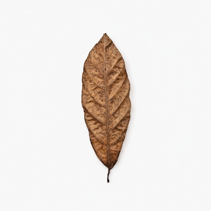 Dried cacao leaves, long oval brown leaves with a prominent center vein