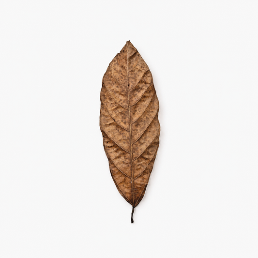 Dried cacao leaves, long oval brown leaves with a prominent center vein