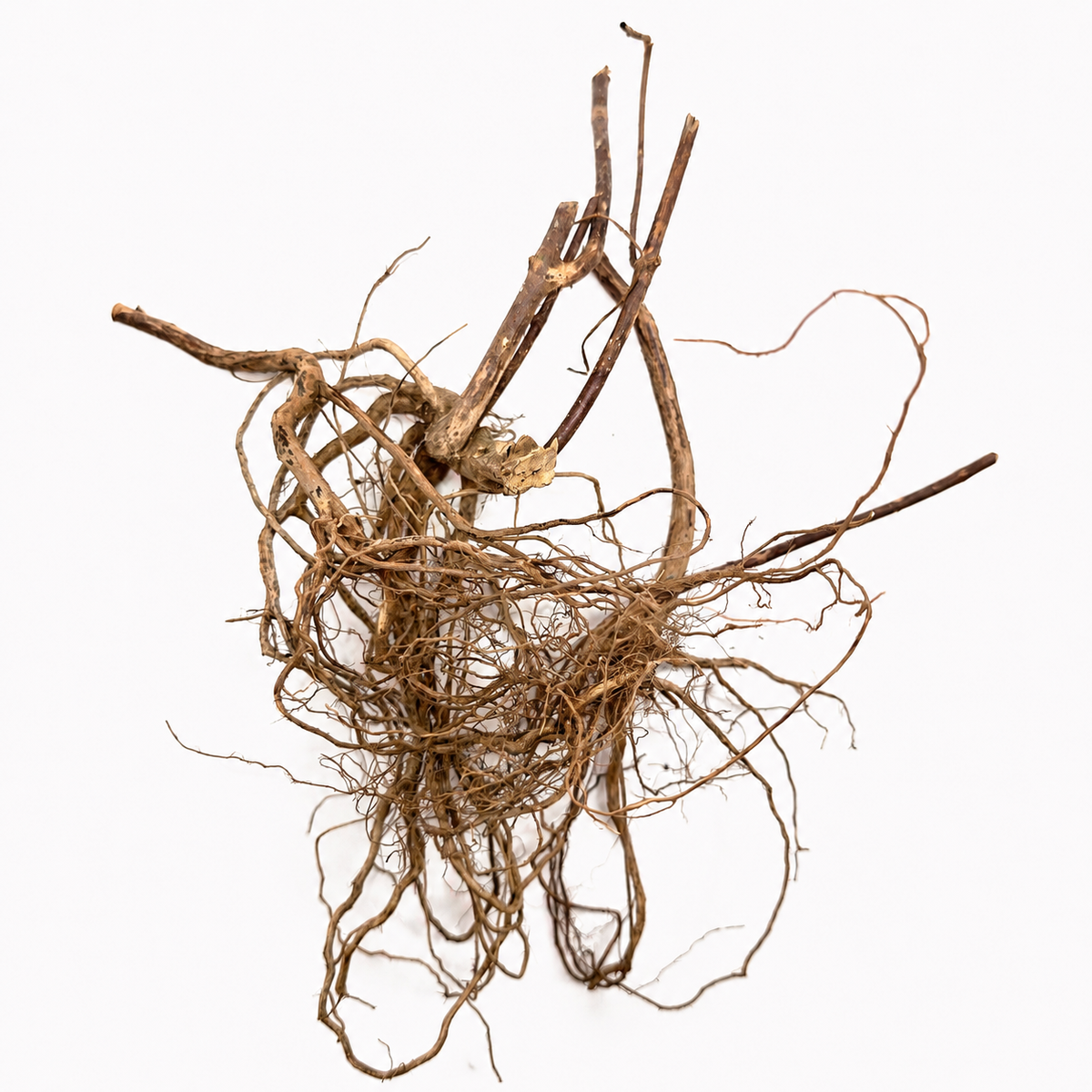 4 tangled cluster of thin, branching dried melastoma roots laid on a white surface