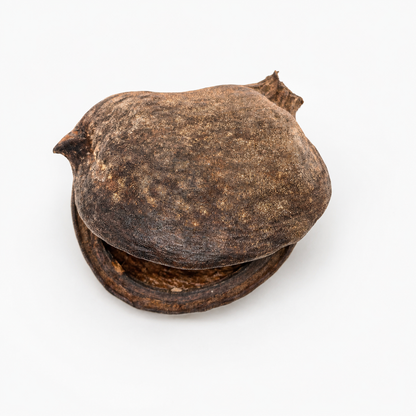 A dark brown, open boat-shaped shell sterculia pod is woody and textured on the outside and roughened within
